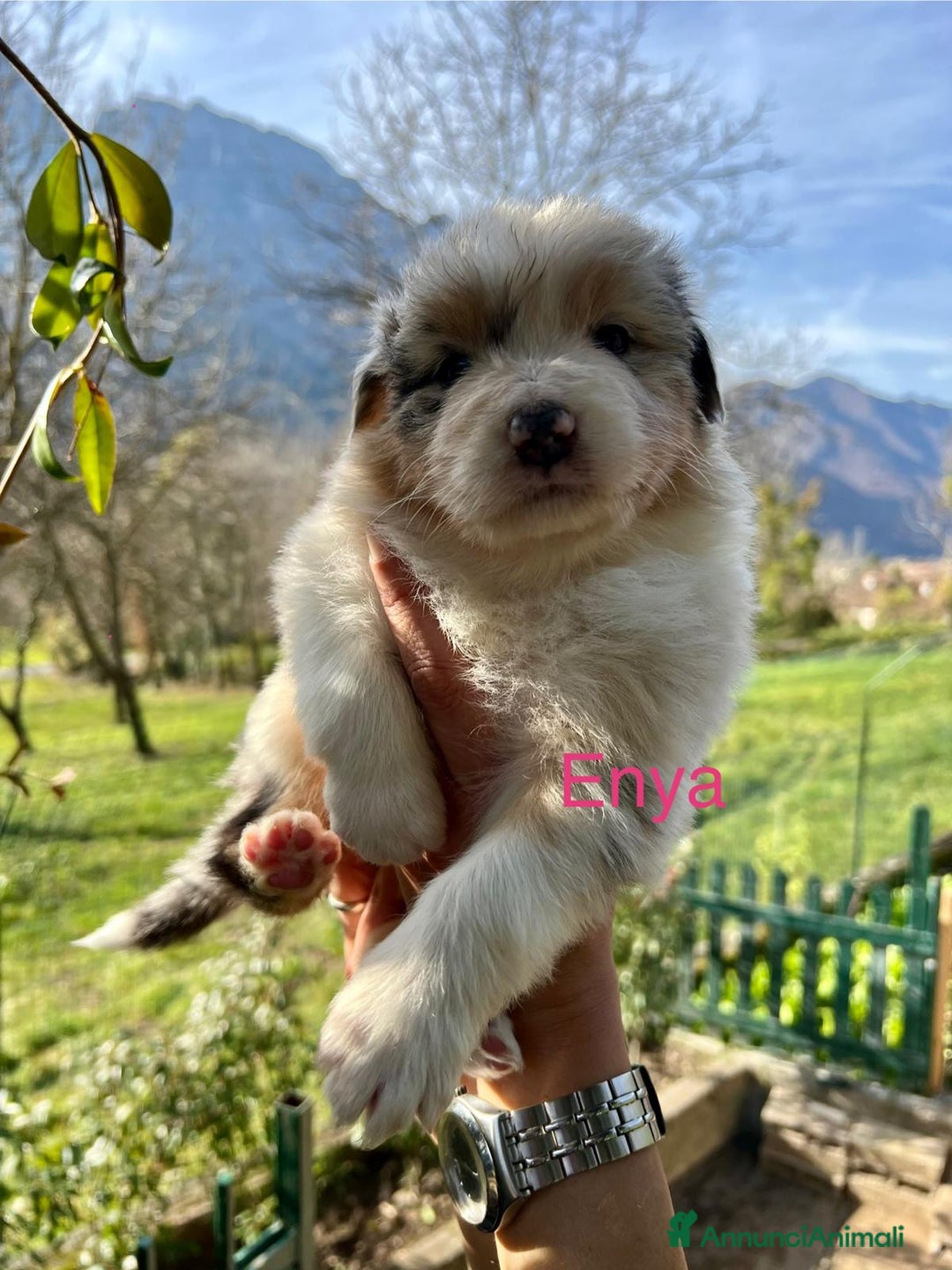 Australian Shepherd cani in vendita: MERAVIGLIOSI CUCCIOLI DI AUSTRALIAN SHEPHERD - Annuncio 4