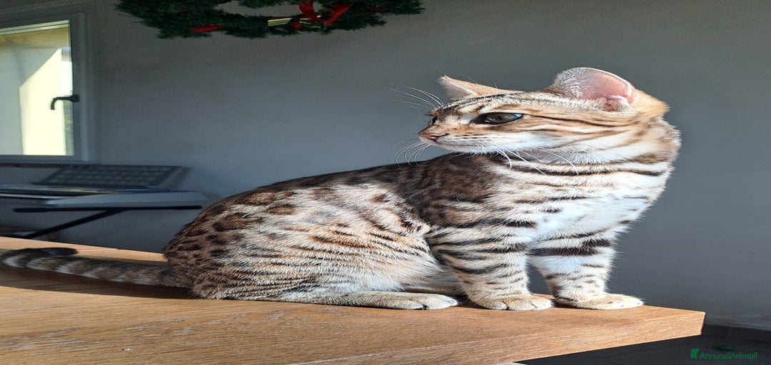 Immagine della galleria {{count}}