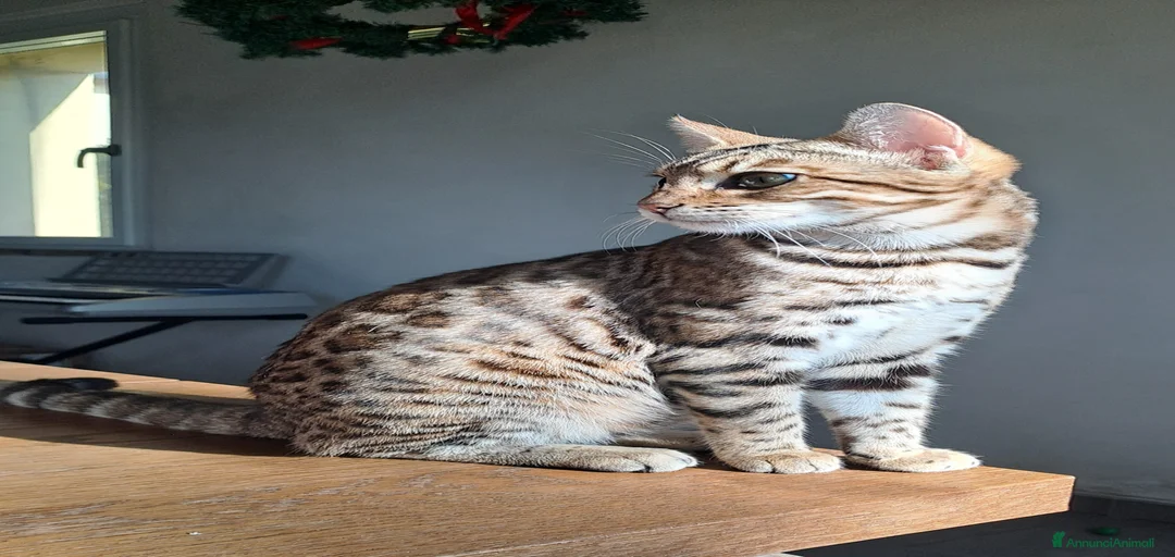 Immagine della galleria {{count}}