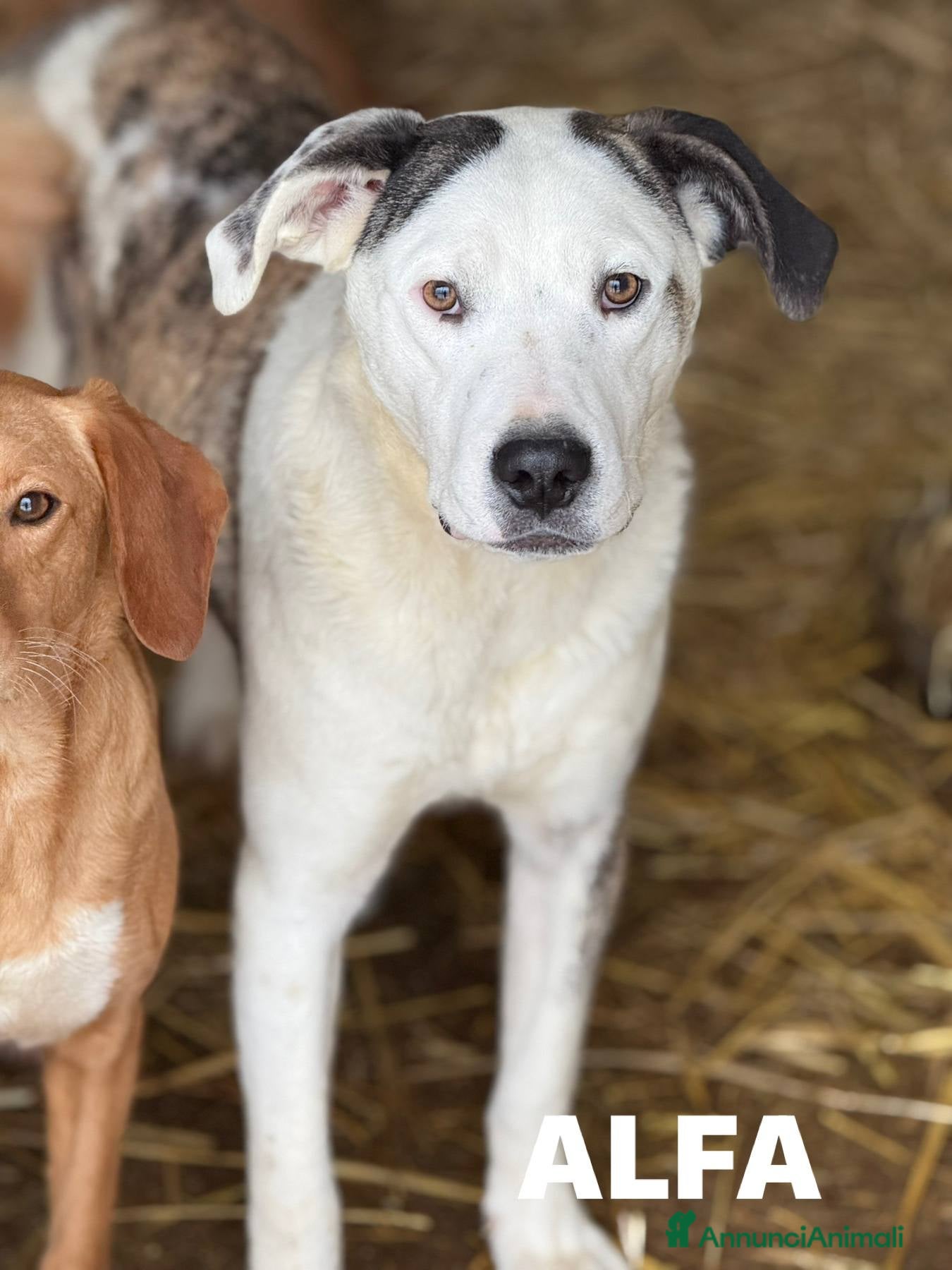Meticcio cani ALFA, mix PITBULL super coccolone!! - Annuncio 9