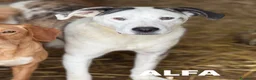 Meticcio cani in regalo: ALFA, mix PITBULL super coccolone!! - Annuncio 1