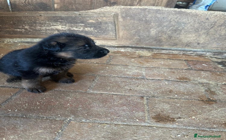 Pastore Tedesco cani a Provincia di Macerata - Annuncio 4