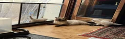 Ragdoll gatti in vendita: Ragdoll cuccioli a Provincia di Verona - Annuncio 5