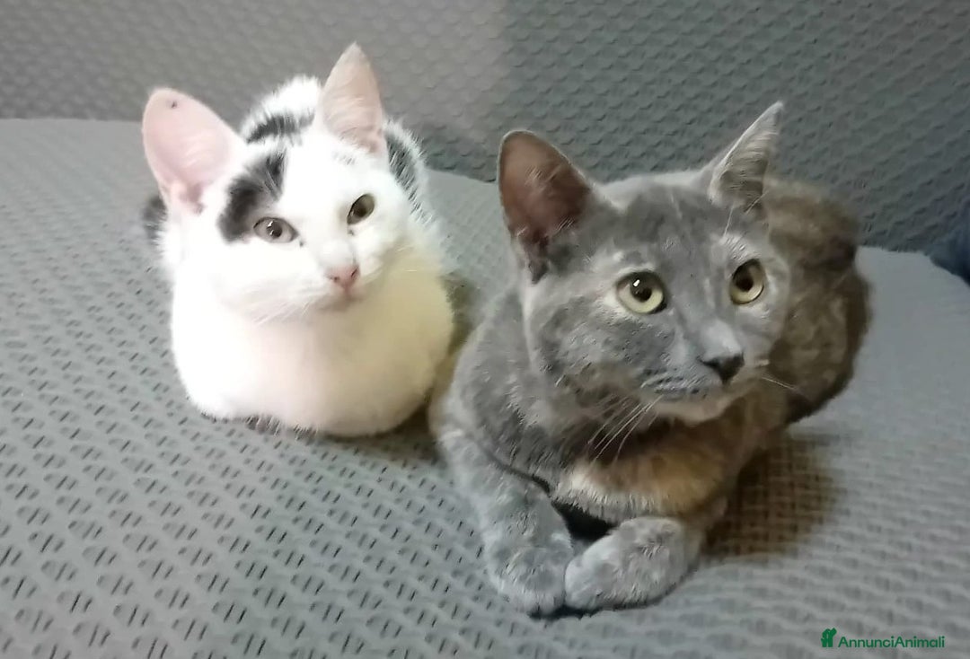 Meticcio gatti in regalo: MI ADOTTI? SONO TEMPESTA - Annuncio 9