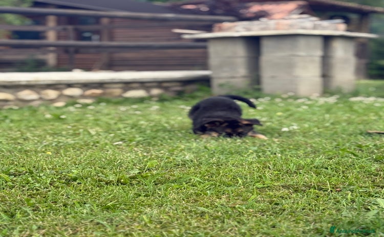 Pastore Tedesco cani a Provincia di Brescia - Annuncio 7