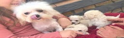 Maltipoo cani in vendita: Maltipoo  - Annuncio 24