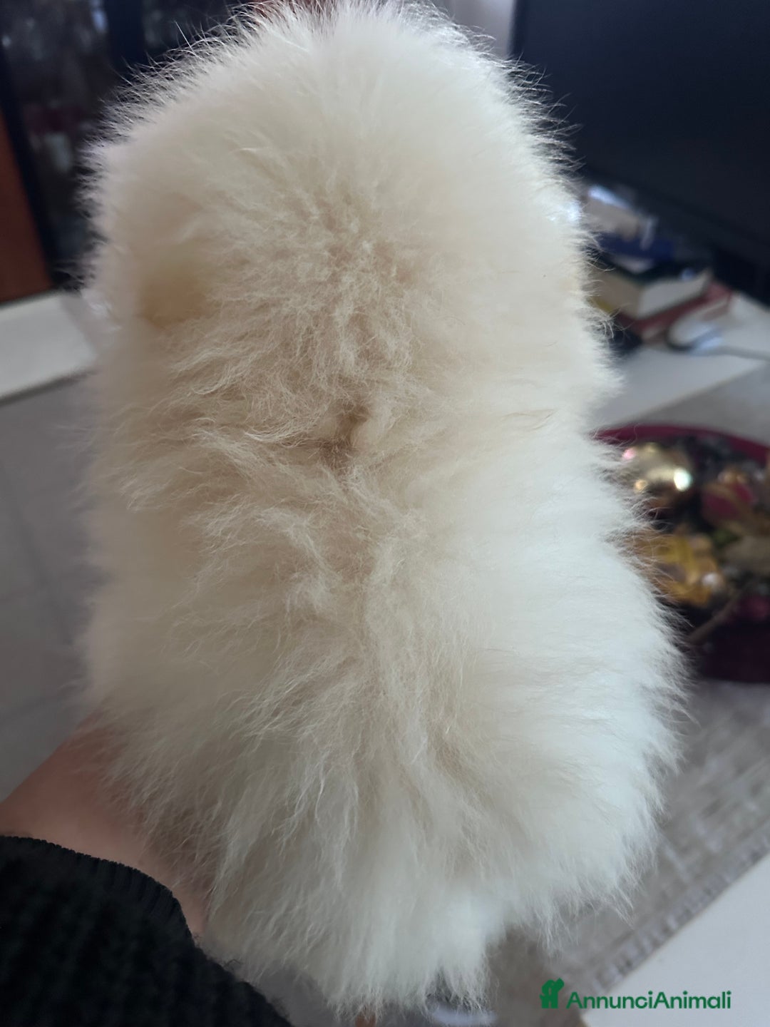 Volpino Pomerania cani in vendita: Volpino di Pomerania con pedigree ENCI  a Provincia di Treviso - Annuncio 14