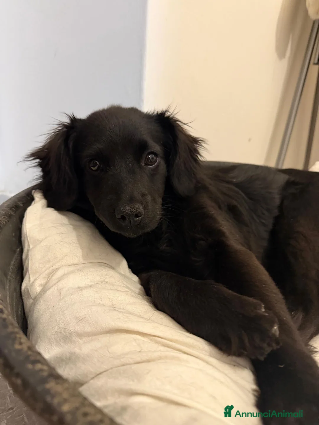 Meticcio cani in regalo: Maya taglia media a Città Metropolitana di Genova - Annuncio 1