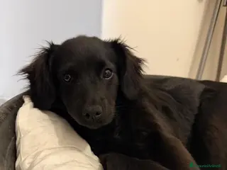 Meticcio cani Maya taglia media - Annuncio 20