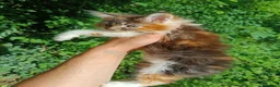 Maine Coon gatti in vendita: Cuccioli Maine Coon pedigree alta genealogia  - Annuncio 4