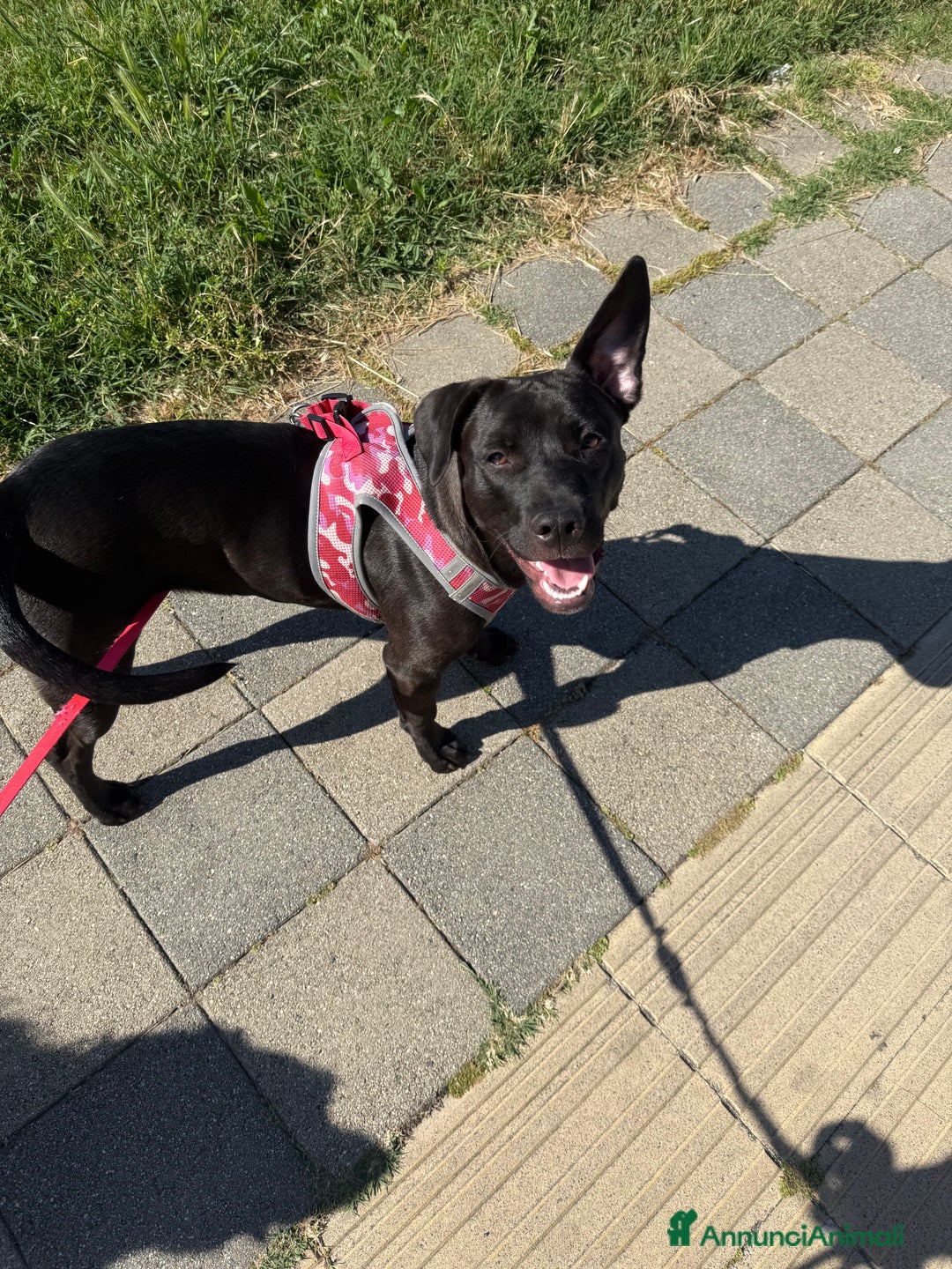 Meticcio cani in regalo: Tara, cucciola a Roma  - Annuncio 3