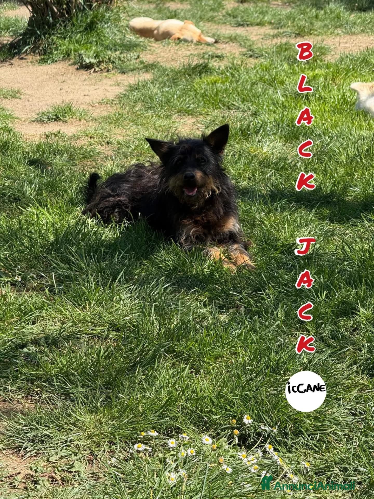 Meticcio cani Black Jack - Annuncio 2