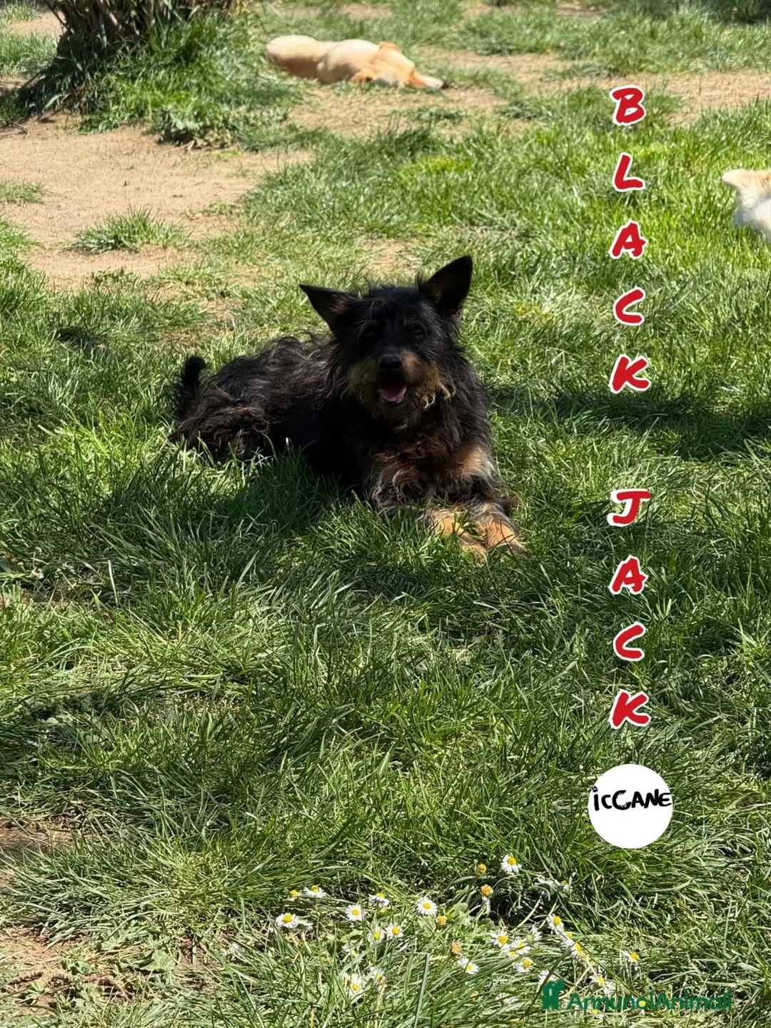 Meticcio cani in regalo: Black Jack a Provincia di Viterbo - Annuncio 1