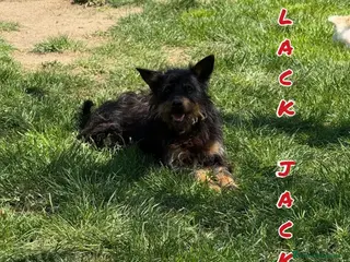 Meticcio cani Black Jack - Annuncio 2