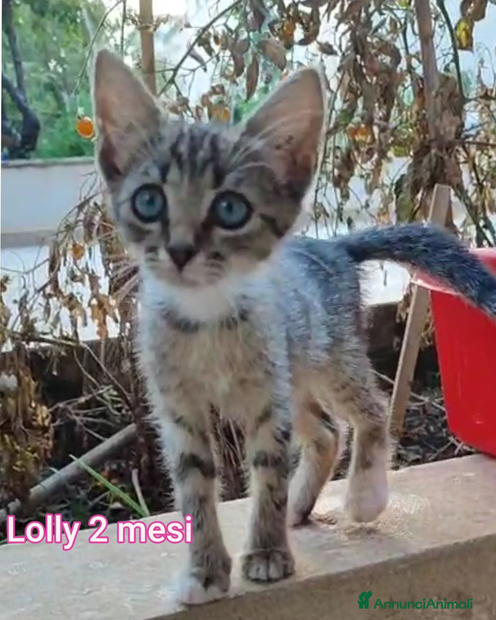 Altre razze gatti GATTINI BISOGNOSI CERCANO ADOZIONE  - Annuncio 10
