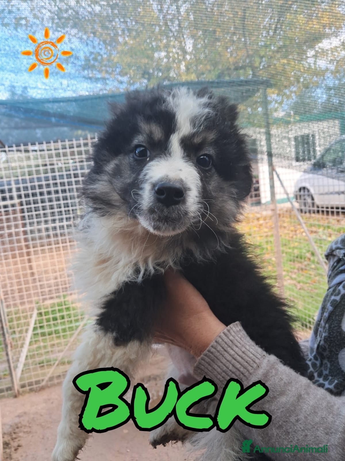 Meticcio cani BUCK cucciolo meticcio - Annuncio 32