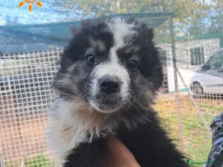 Meticcio cani BUCK cucciolo meticcio - Annuncio 32