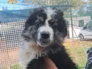 Meticcio cani BUCK cucciolo meticcio - Annuncio 34