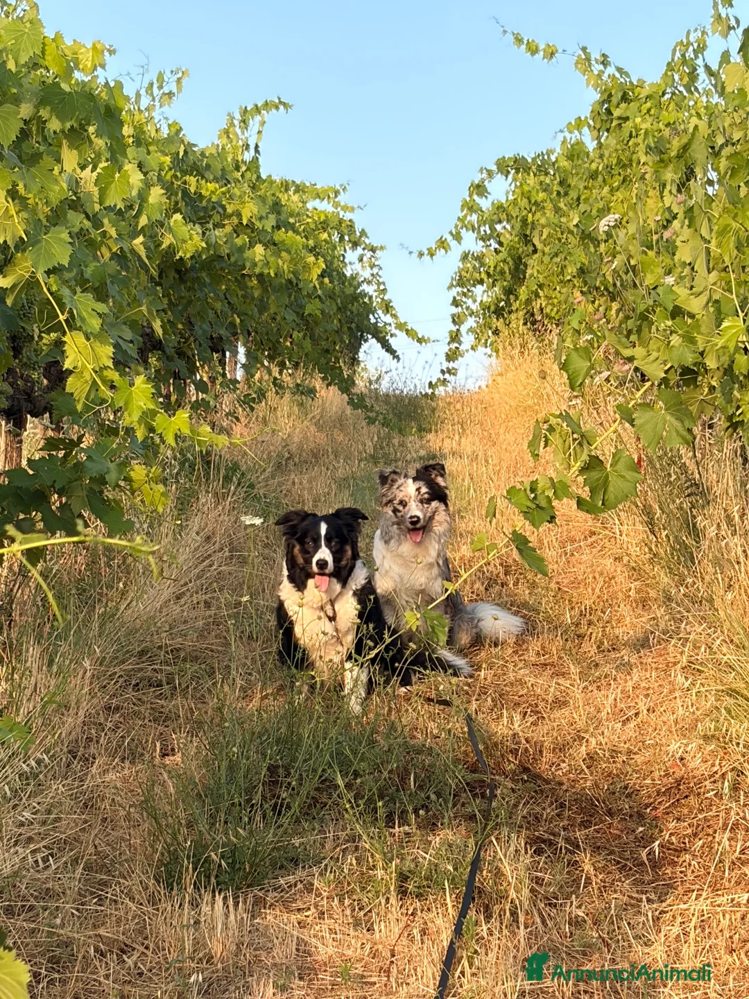 Border Collie cani in vendita: CUCCIOLI BORDER COLLIE CON PEDIGREE a Città Metropolitana di Firenze - Annuncio 5