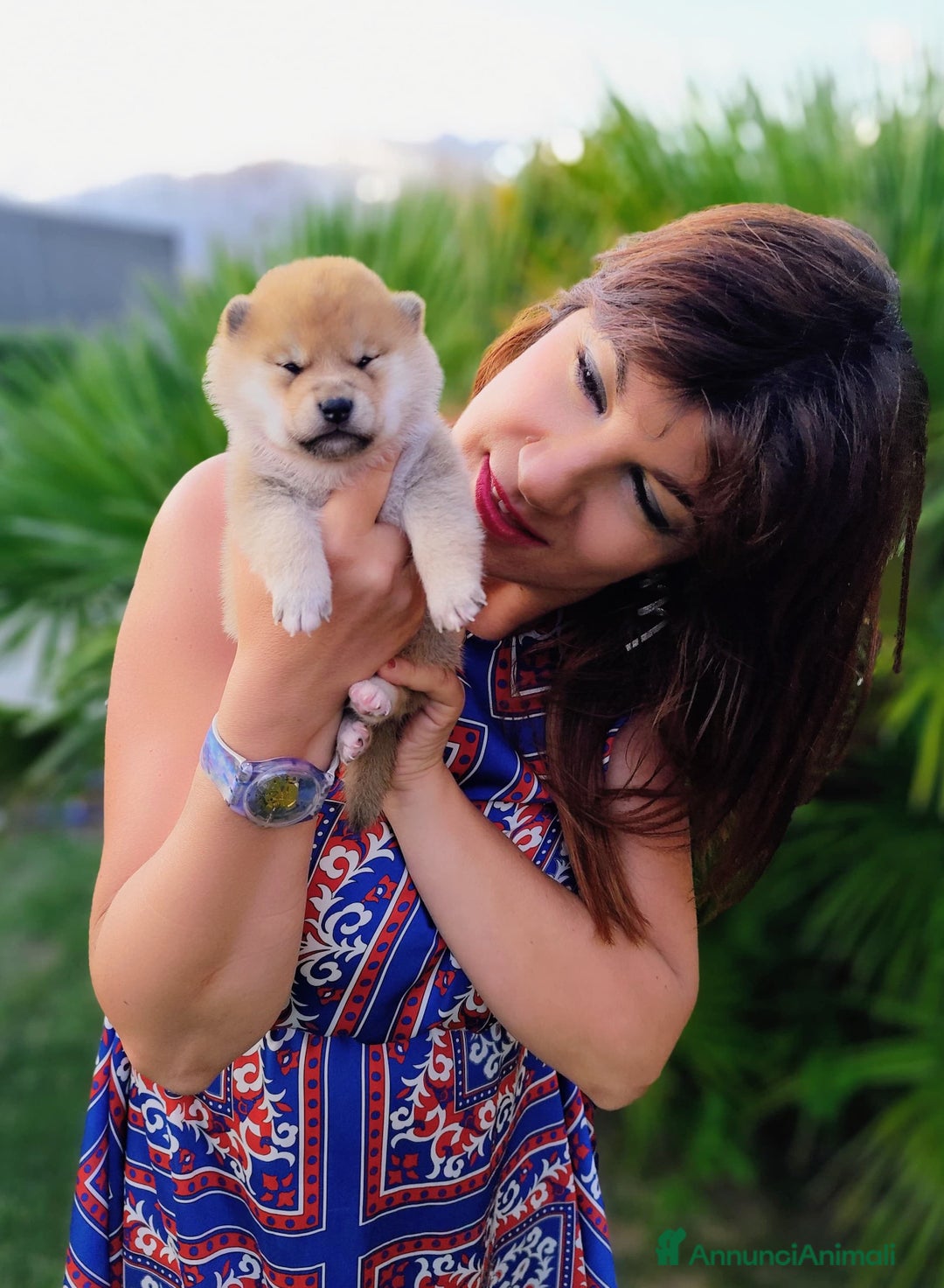 Shiba Inu cani in vendita: Meravigliosi Cuccioli Shiba Inu Serietà e Passione - Annuncio 1