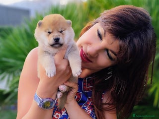 Shiba Inu cani Meravigliosi Cuccioli Shiba Inu Serietà e Passione - Annuncio 1