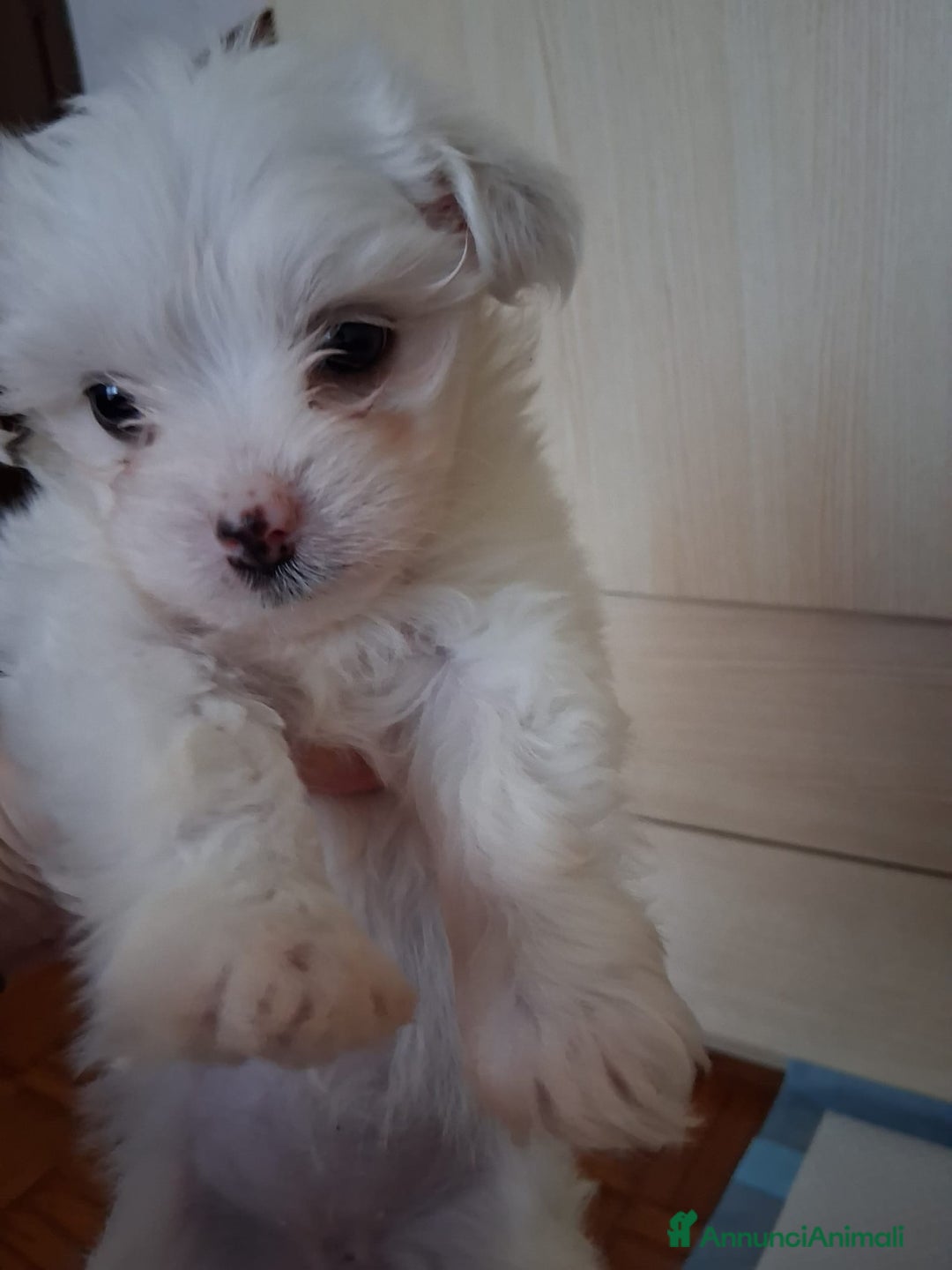 Maltese cani in vendita: Cucciole Maltese  - Annuncio 1