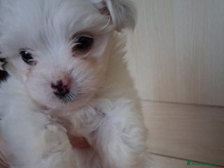 Maltese cani Cucciole Maltese - Annuncio 13
