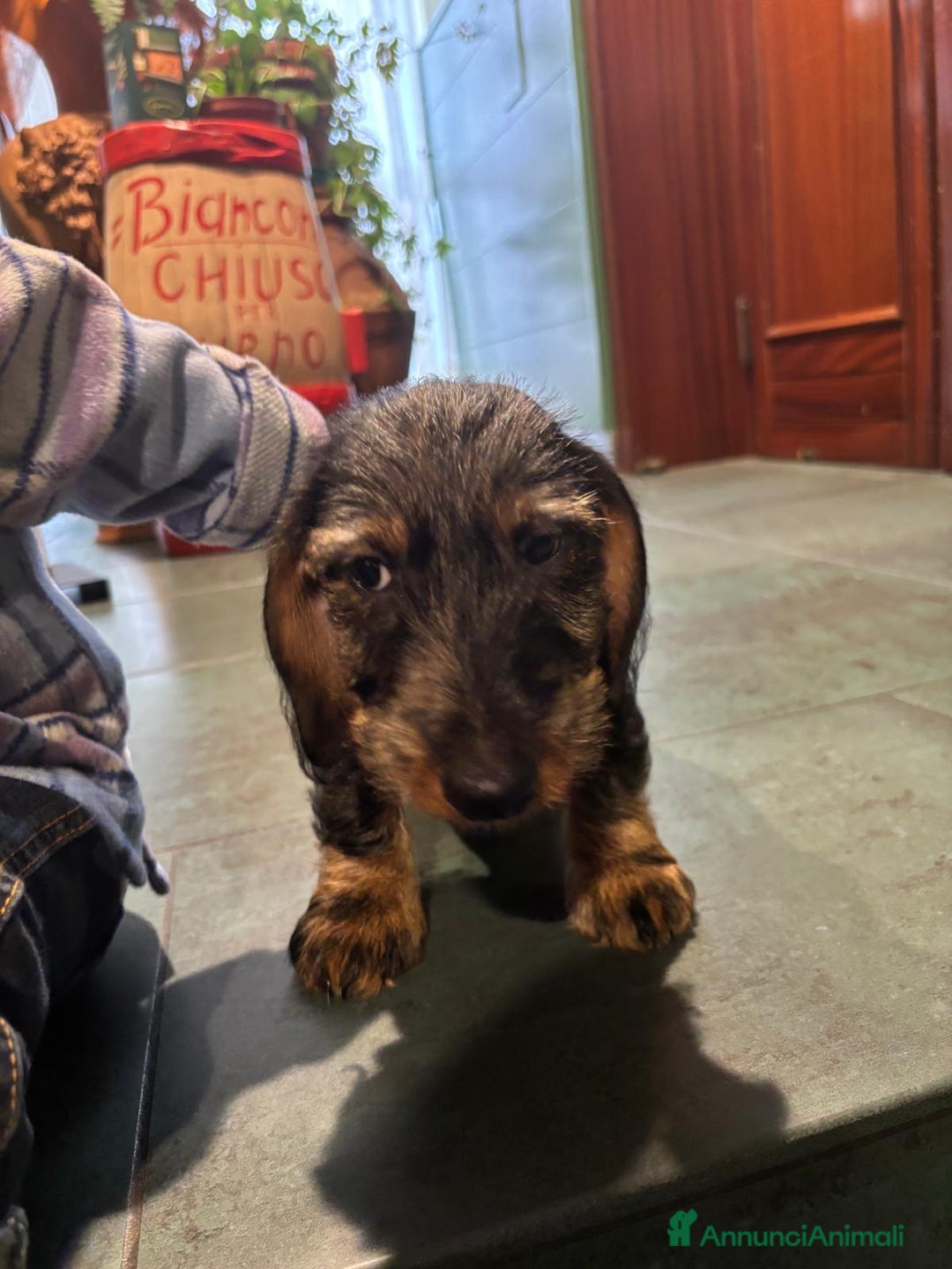 Bassotto cani in vendita: Si vende bassotto nano tedesco a pelo duro - Annuncio 4