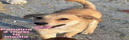 Meticcio cani in regalo: CUCCIOLI ESCLUSI E SOLI a Città Metropolitana di Genova - Annuncio 5