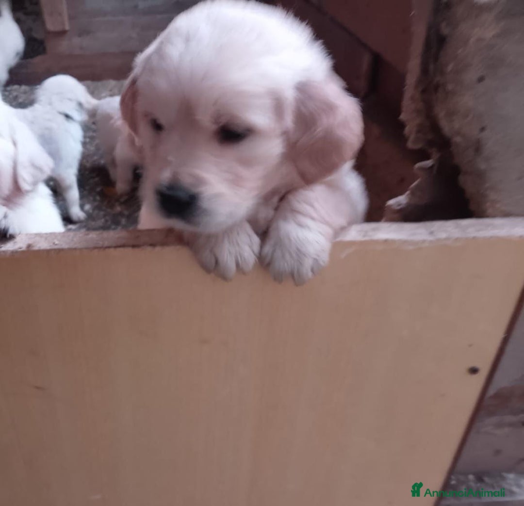 Golden Retriever cani in vendita: Cuccioli Golden retriever - Annuncio 4