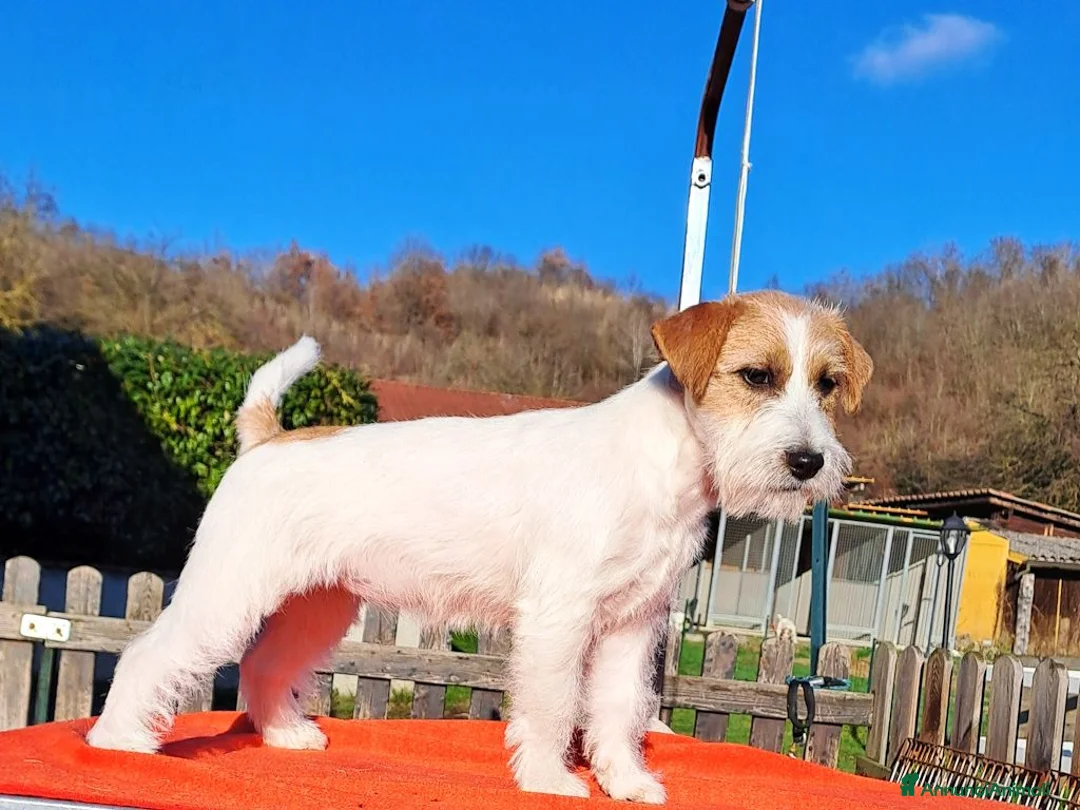Jack Russell cani in vendita: Cucciol0 Jack ruvid0 - Annuncio 4
