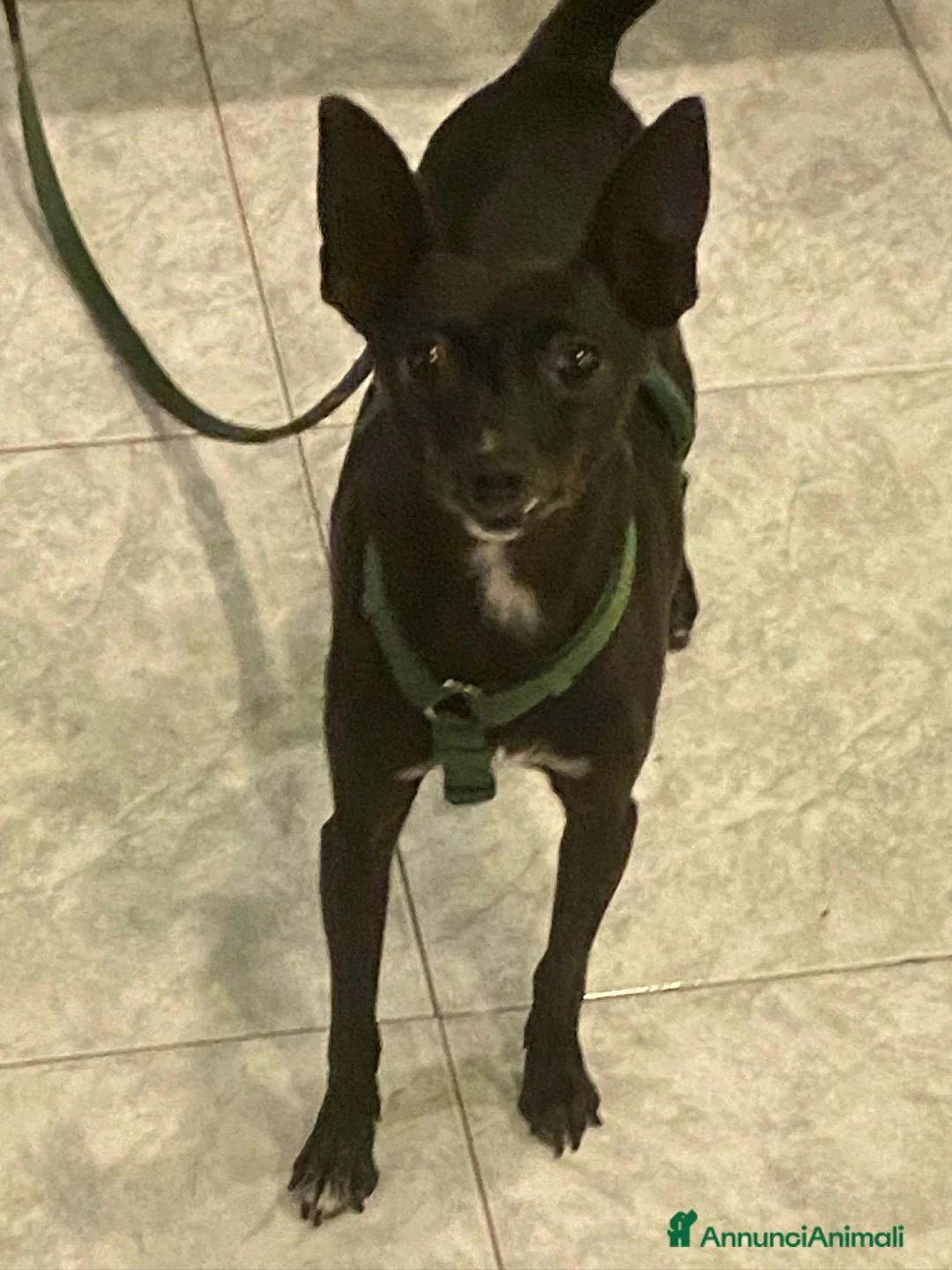 Pinscher Miniatura cani in regalo: Kikko pinscher affettuoso - Annuncio 9