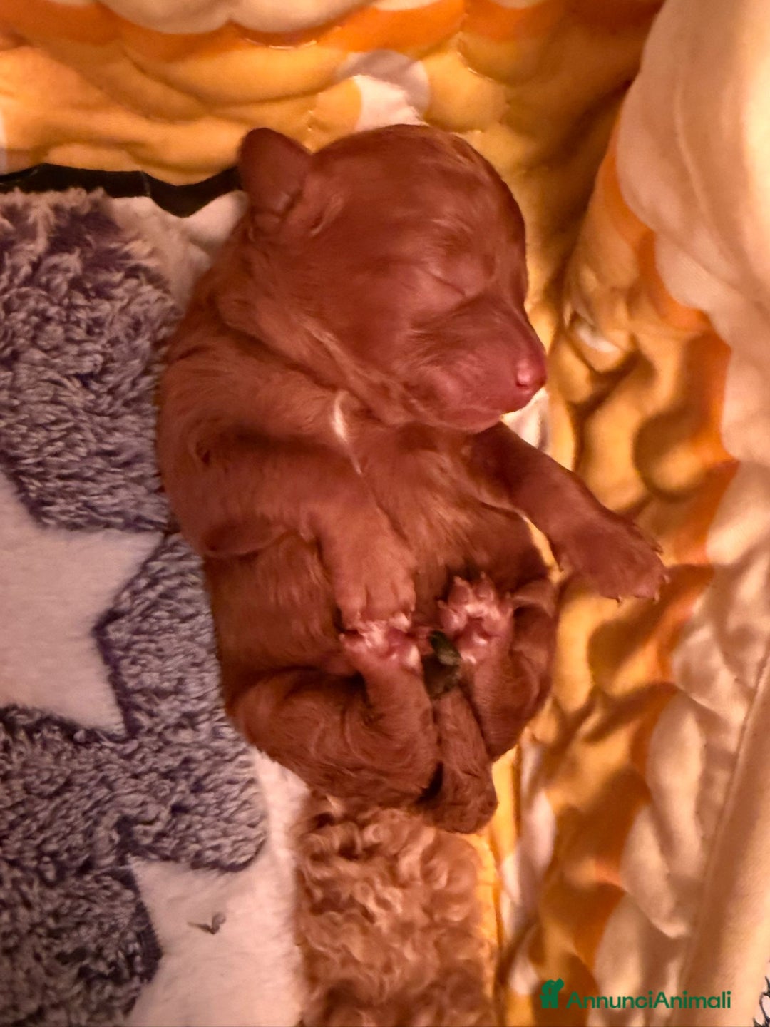 Barboncino Toy cani in vendita: Barboncino Toy/Mini toy - Annuncio 5