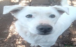 Labrador cani in regalo: HEIDE, candida e dolce creatura a Città metropolitana di Roma Capitale - Immagine 7