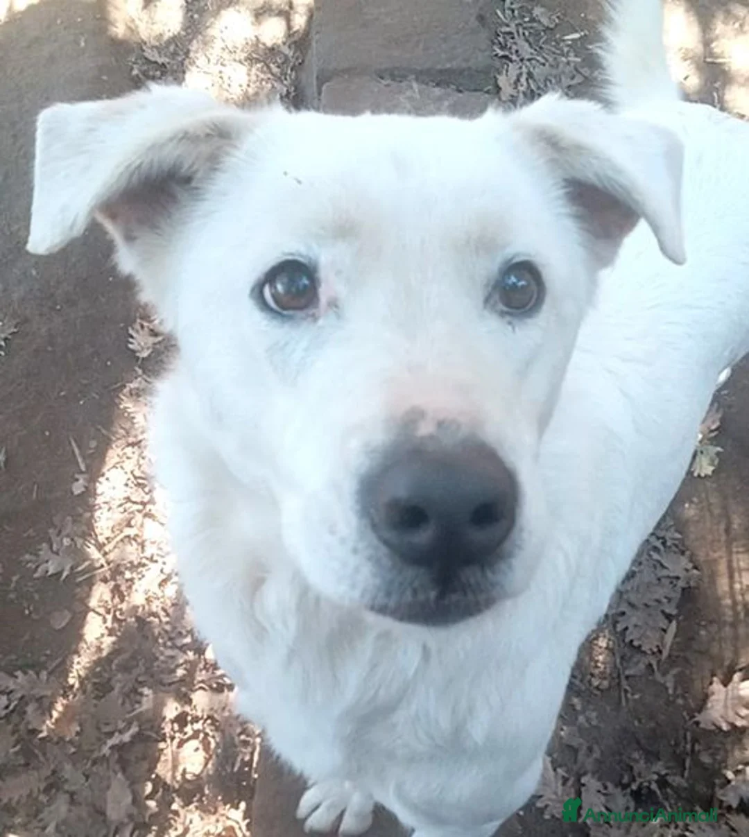 Labrador cani in regalo: HEIDE, candida e dolce creatura a Città metropolitana di Roma Capitale - Annuncio 7