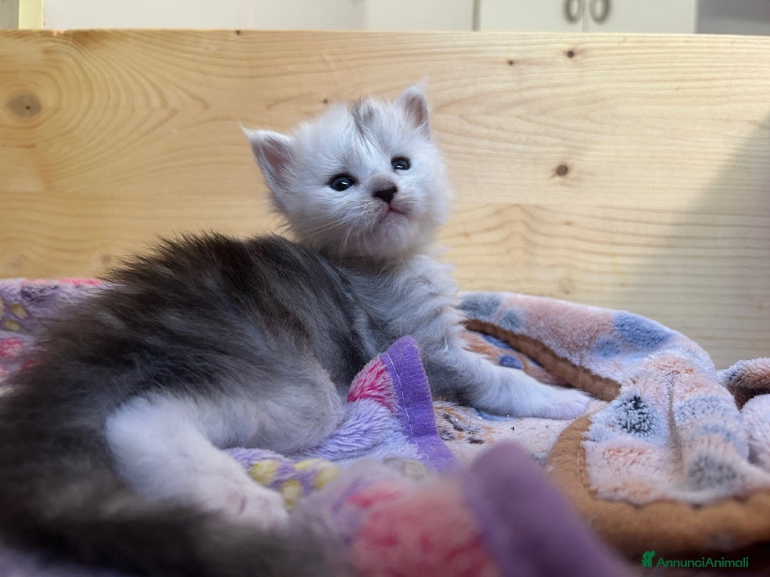 Maine Coon gatti in vendita: Maine Coon cuccioli pedigree ANFI a Provincia di Modena - Immagine 8