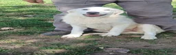 Meticcio cani in regalo: LA CUCCIOLA ARIEL HA BISOGNO DI TE, IN ADOZIONE - Annuncio 2
