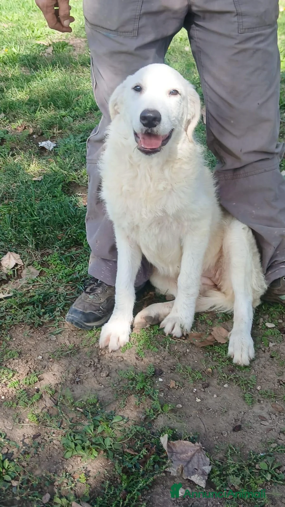 Meticcio cani in regalo: LA CUCCIOLA ARIEL HA BISOGNO DI TE, IN ADOZIONE - Annuncio 2
