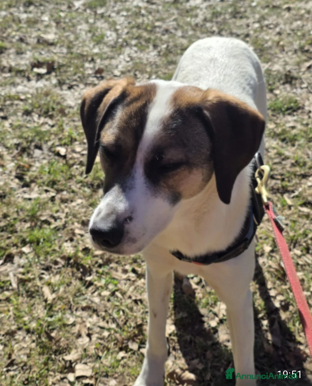 Meticcio cani in regalo: Macky femmina 15mesi tg media BERGAMO - Annuncio 2