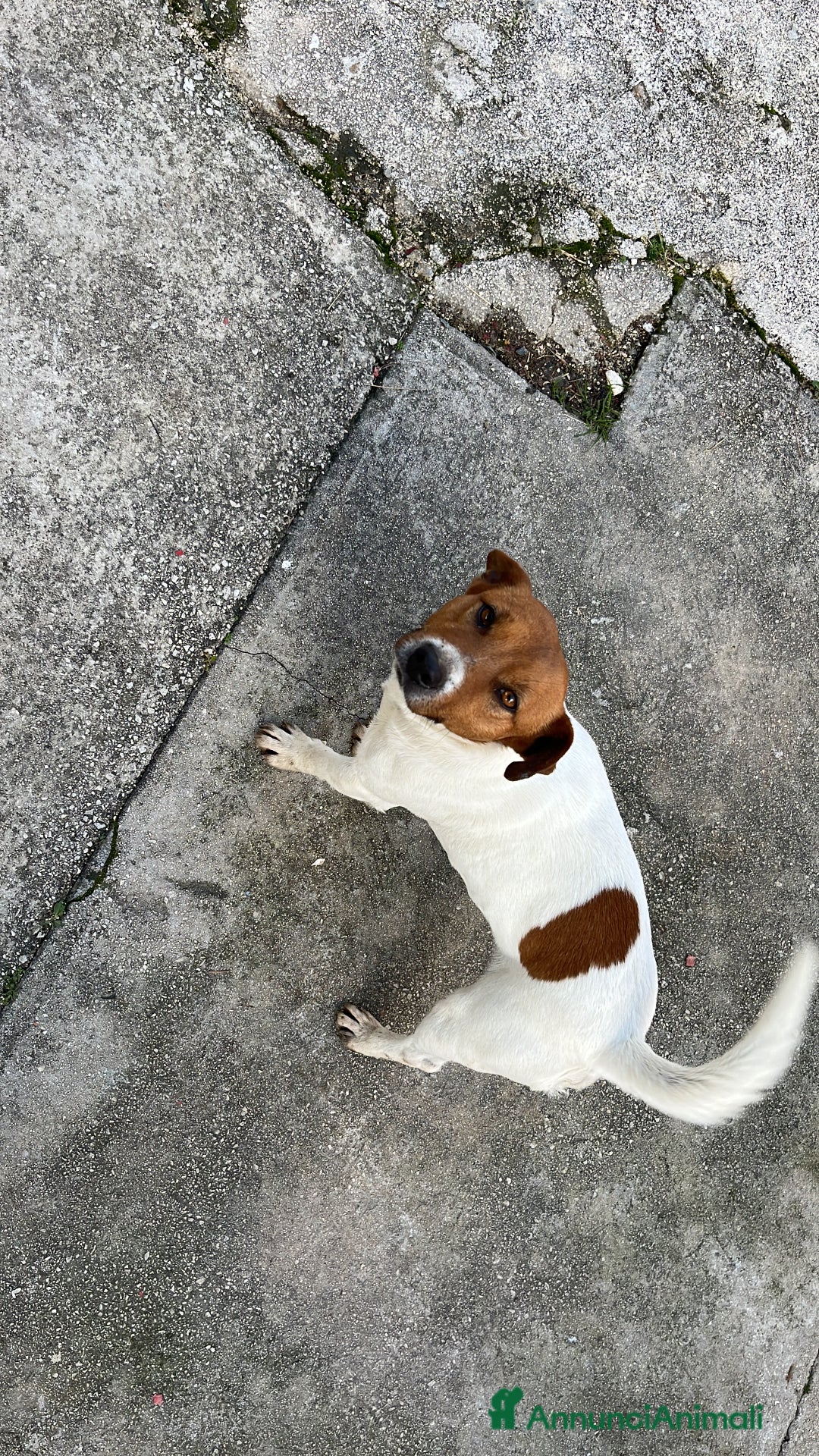 Jack Russell cani in vendita: Cucciola Jack Russell - Annuncio 5