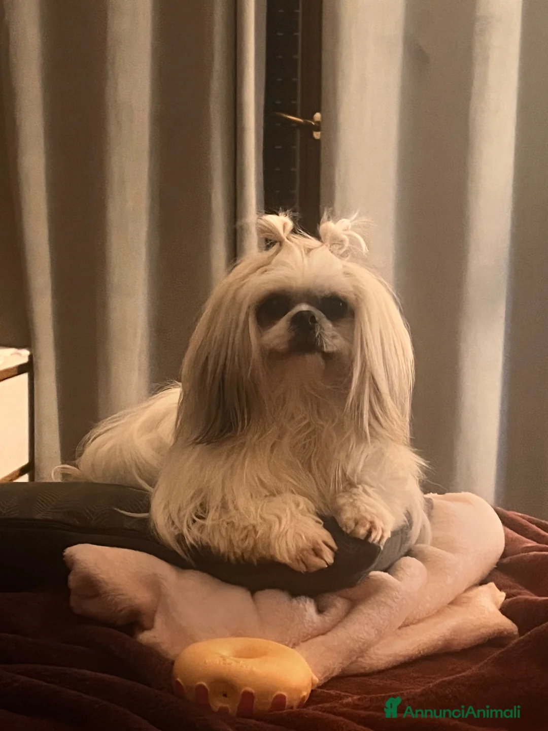Shih Tzu cani per accoppiamento: Accoppiamento  - Annuncio 2