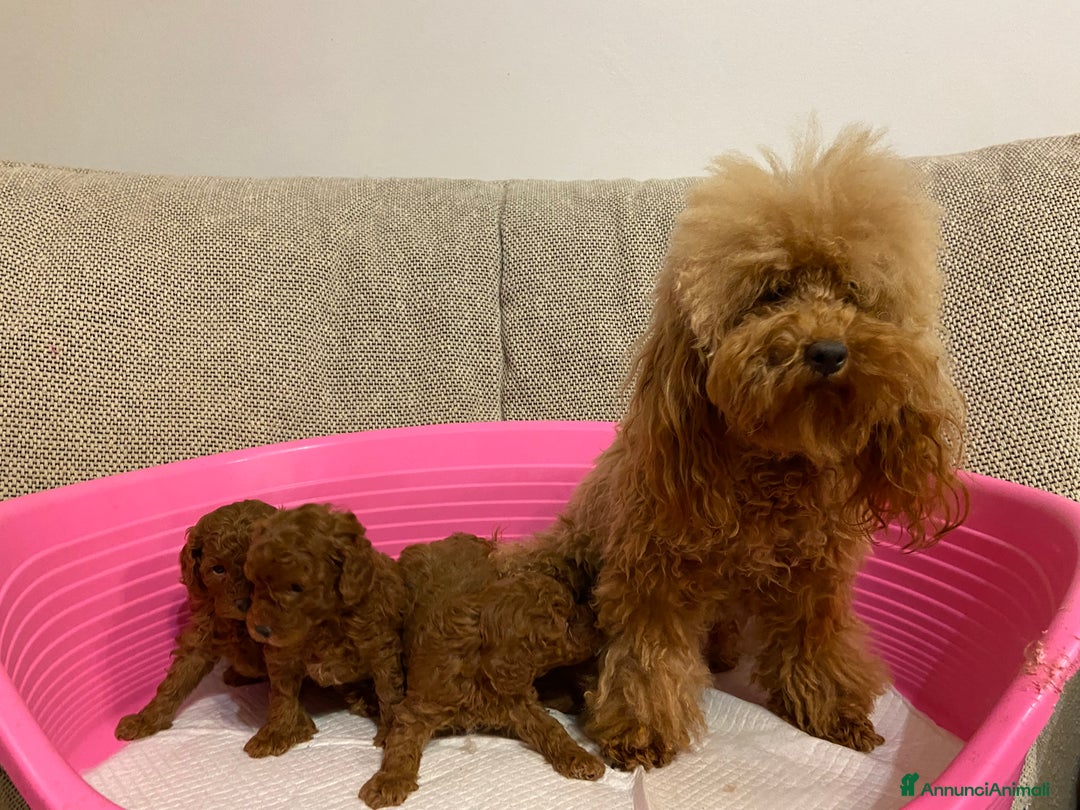 Barboncino Toy cani in vendita: Barboncino toy cuccioli con pedigree Enci - Annuncio 5