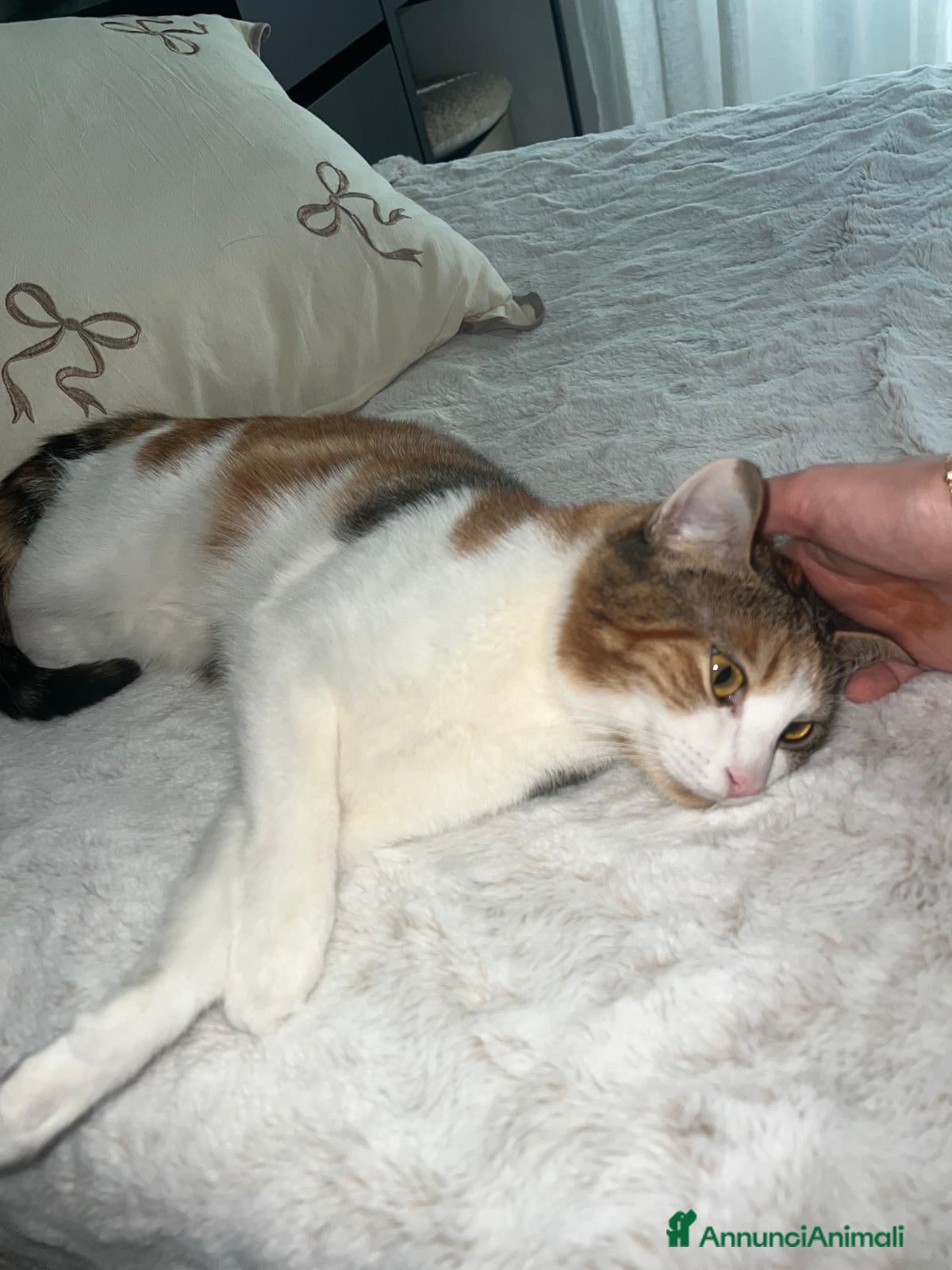 Europeo gatti Gattina di 1 ann0, in regalo - Annuncio 1