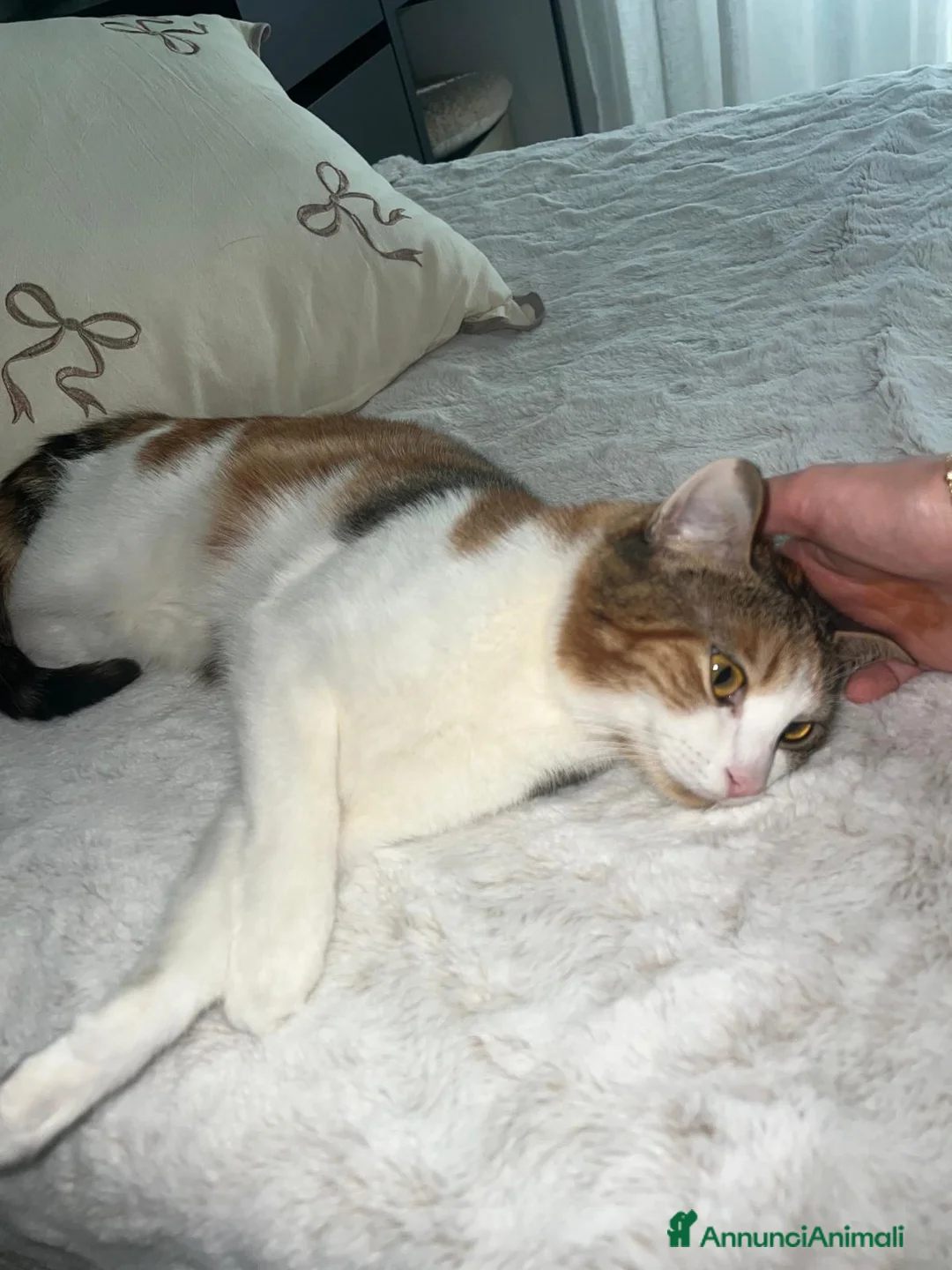 Europeo gatti in regalo: Gattina di 1 ann0, in regalo - Annuncio 1