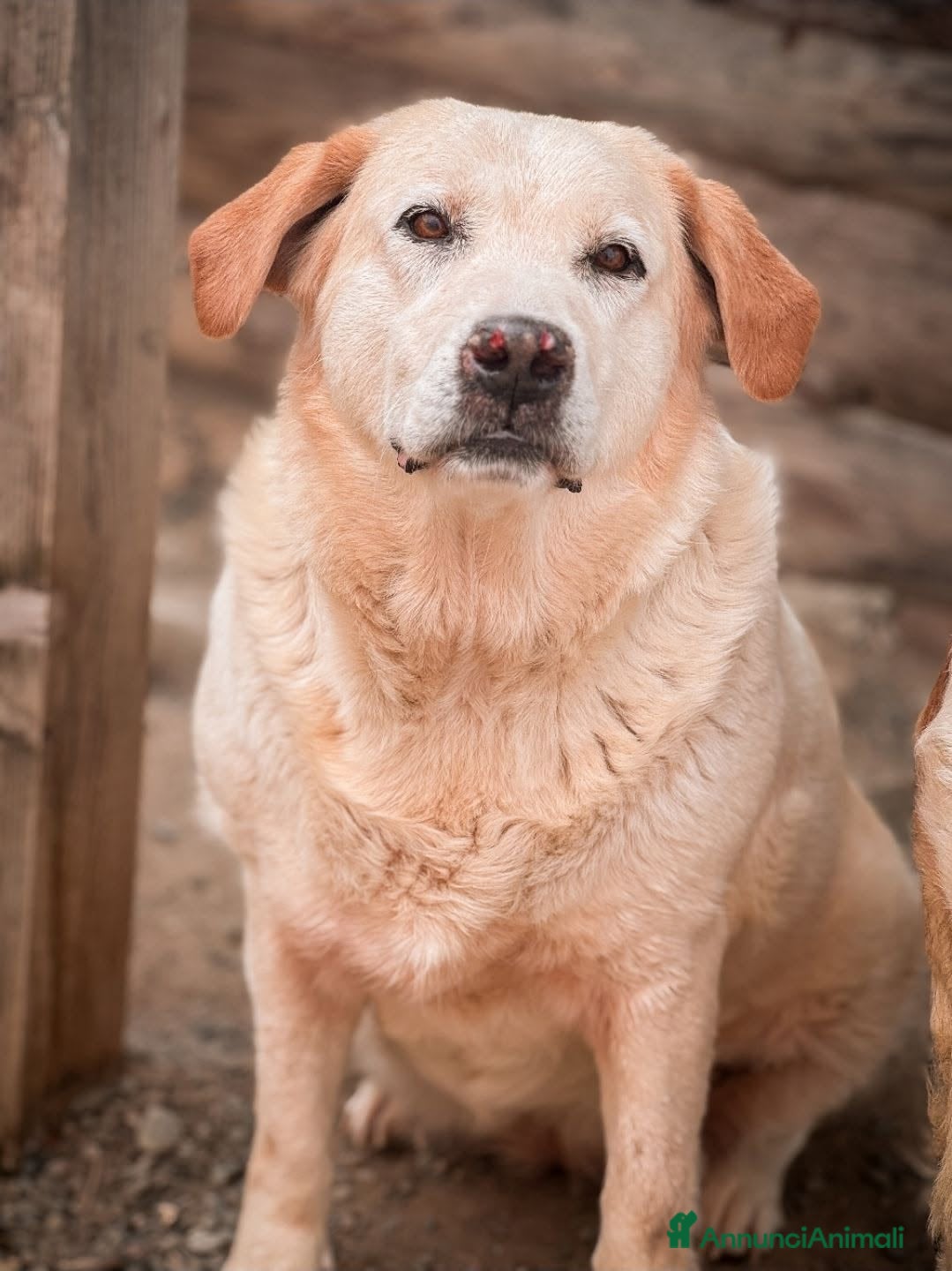 Labrador cani ILENIA - Annuncio 5