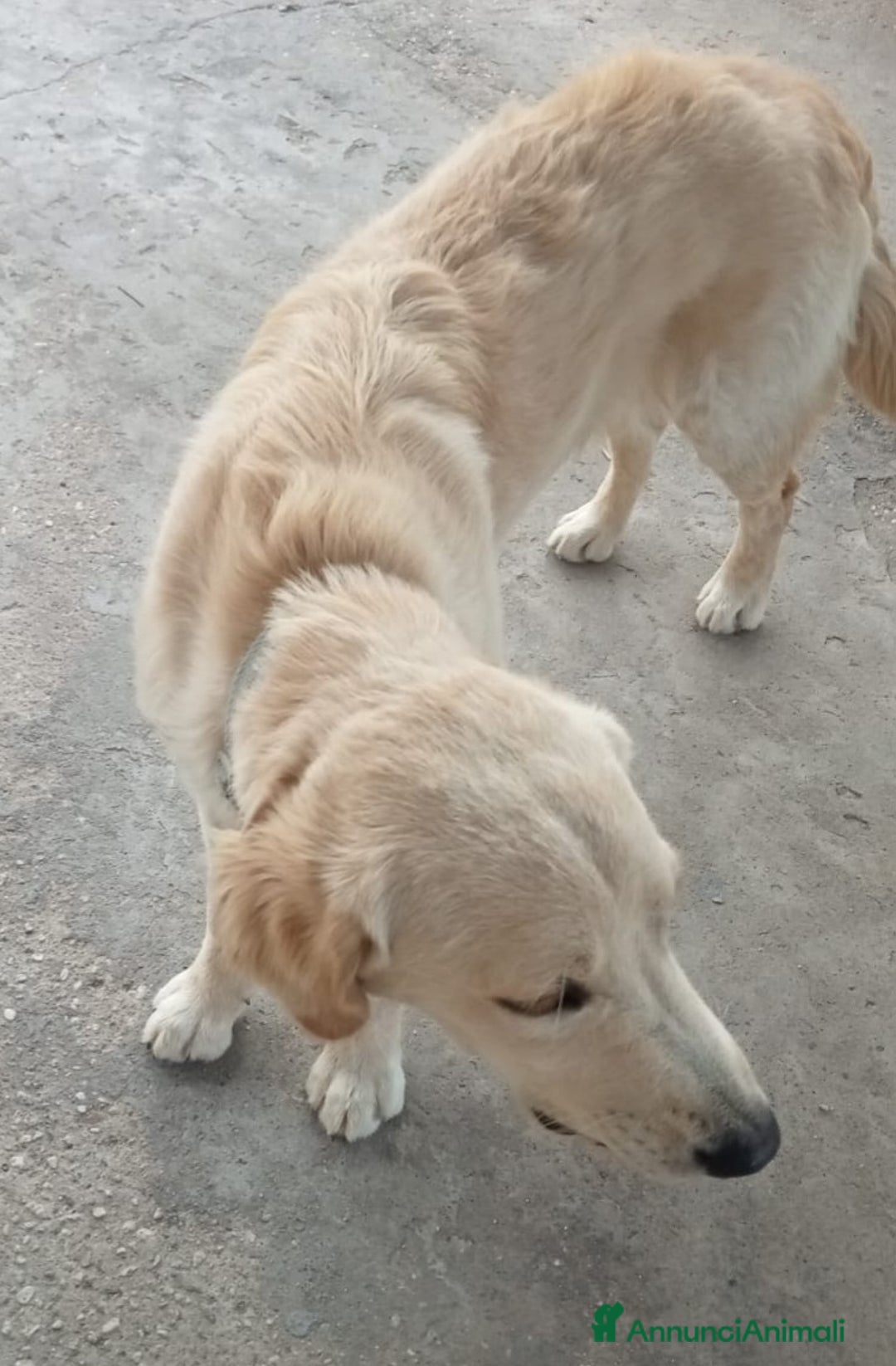 Labrador cani in regalo: NUVOLA LABRADORINA MERAVIGLIOSA  - Annuncio 4