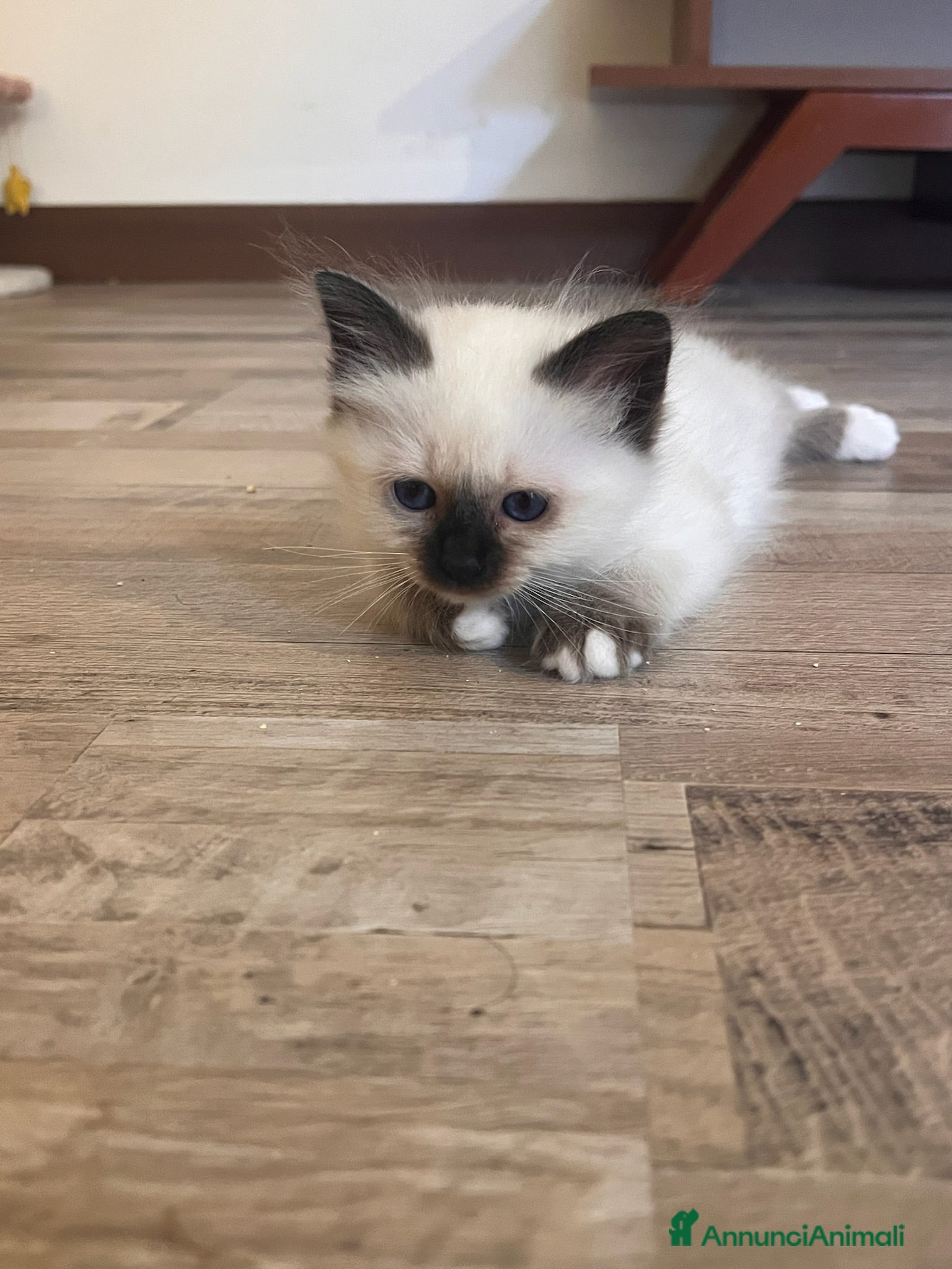 Sacro di Birmania gatti in vendita: Cuccioli sacro di Birmania  - Annuncio 5