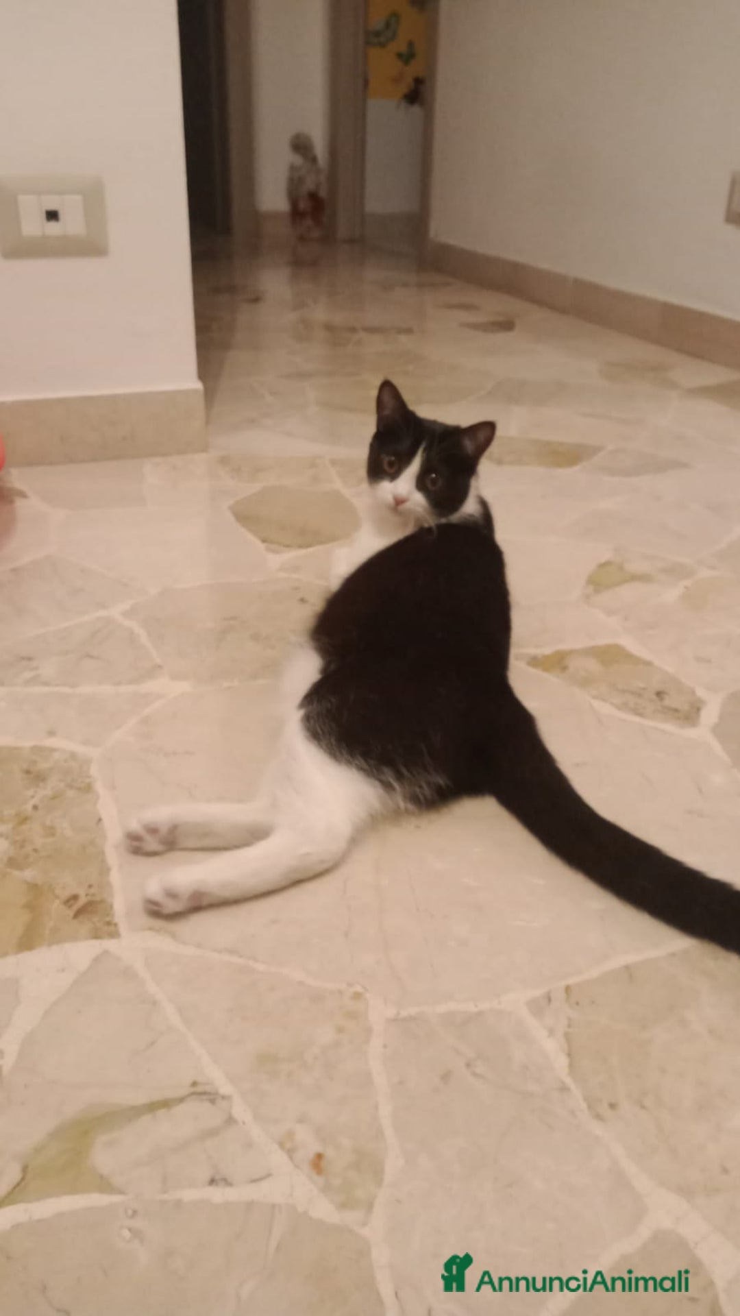 Altre razze gatti in regalo: Adozione doppia 2 gattini cercano casa - Annuncio 1