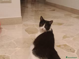 Altre razze gatti Adozione doppia 2 gattini cercano casa - Annuncio 4