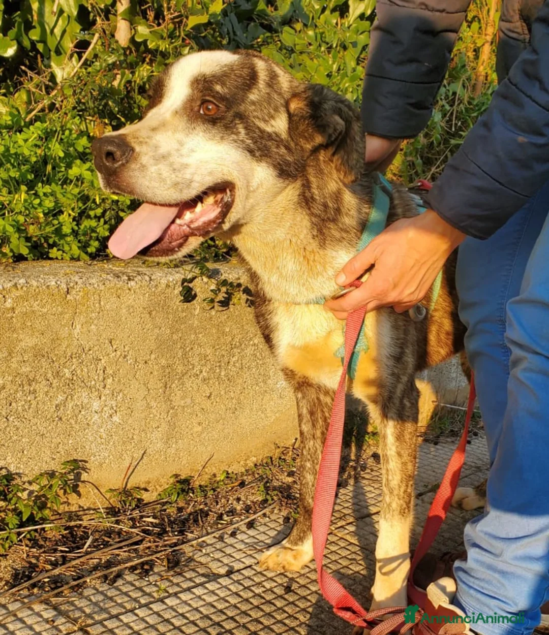 Meticcio cani in regalo: CUCCIOLONE OTIS a Città Metropolitana di Bologna - Annuncio 2